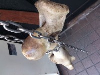 20130523_ganko8_suehirotyo_born