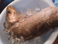 20140409_kondoruya_sinjuku_yasiomasu