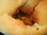 20150517_uma_seibutatikawa_soup