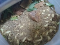 20151025_nagi_touyousuisan_in