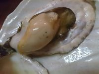 20160906_milkytetuofukuromati_fukuromati_ganganyakioyster