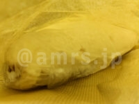 アジアド＠東京都八王子市 バナナオムレット